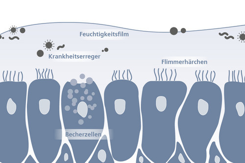 Grafische Darstellung der Bronchialschleimhaut