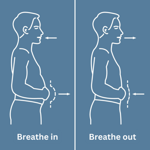 Abdominal breathing – relearn and use breathing exercises Figure: Movement of the abdomen during abdominal breathing
