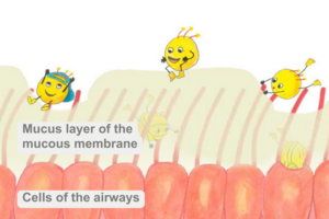 Graphic representation of cells of the respiratory tract, mucous membrane above them and viruses trying to enter the cells through the mucous membrane