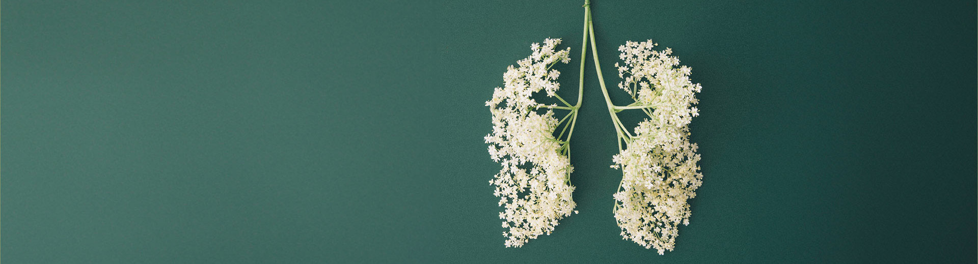 Bronchien und Lunge abgebildet als Blumenstrauß 