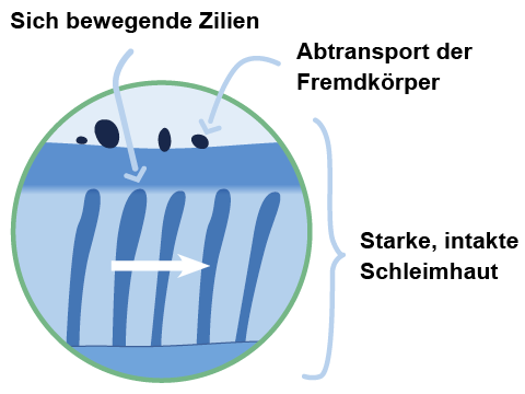 Schematische Darstellung der mukoziliären Clearance in den Atemwegen. Ein Kreis zeigt die Schleimhaut mit beweglichen Zilien, die Fremdkörper nach außen transportieren. Die Zilien bewegen sich in Richtung eines weißen Pfeils, der den Abtransport anzeigt. Beschriftungen erklären die Funktion der sich bewegenden Zilien, den Abtransport der Fremdkörper und die starke, intakte Schleimhaut.
