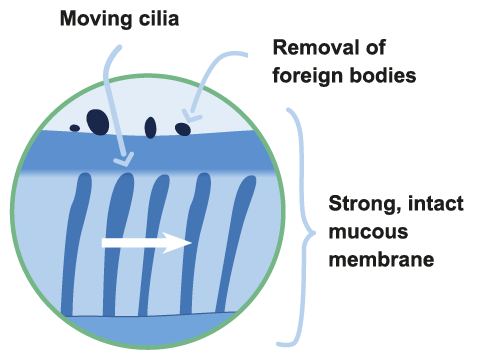 How does mucociliary clearance work