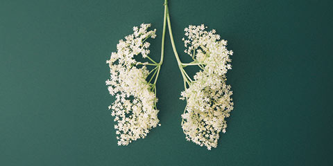 Bronchi and lungs