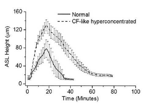 New findings on the effects of hypertonic saline solution New findings on the effect of hypertonic saline solution on the model of human lung cells (Human Bronchial Epithelium, HBE)
