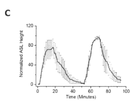 New findings on the effects of hypertonic saline solution New findings on the effect of hypertonic saline solution on the model of human lung cells (Human Bronchial Epithelium, HBE)